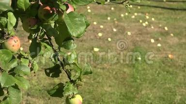 苹果树树枝上有红色的成熟果实和意外收获的苹果躺在草地上。 改变焦点。 4K